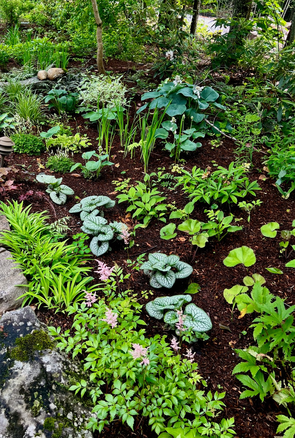 S Cove Rd. Shade Garden